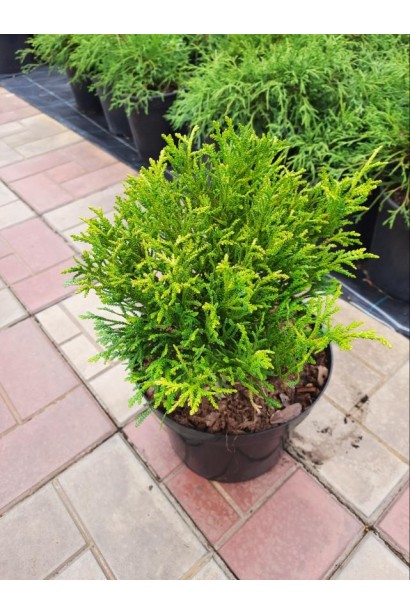 Туевик японский / долотовидный Нана - 3-5л/вис.20-25см/Ø20-30см